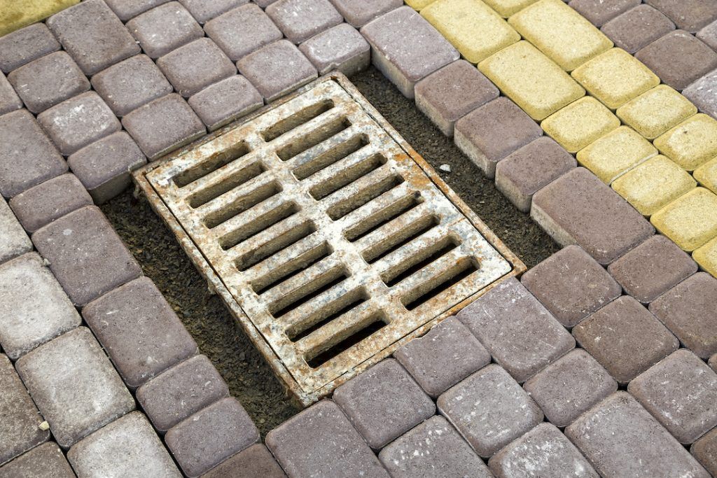 blocked drain tree roots