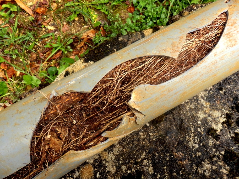 root in drain